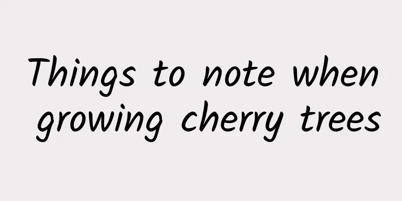 Things to note when growing cherry trees