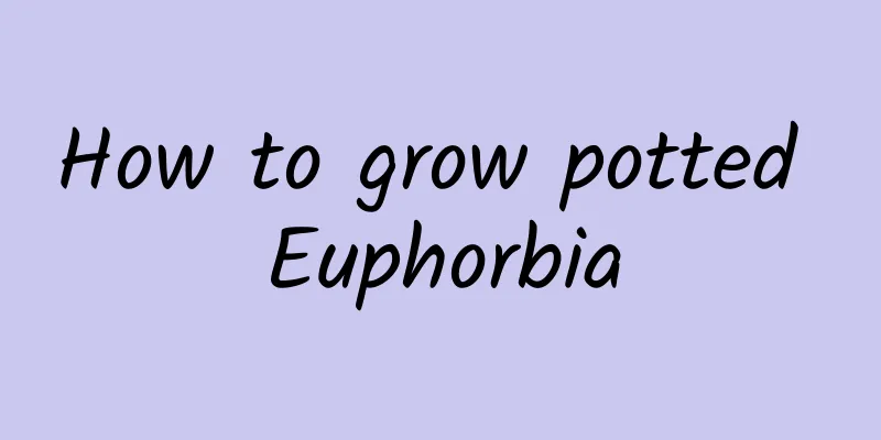 How to grow potted Euphorbia