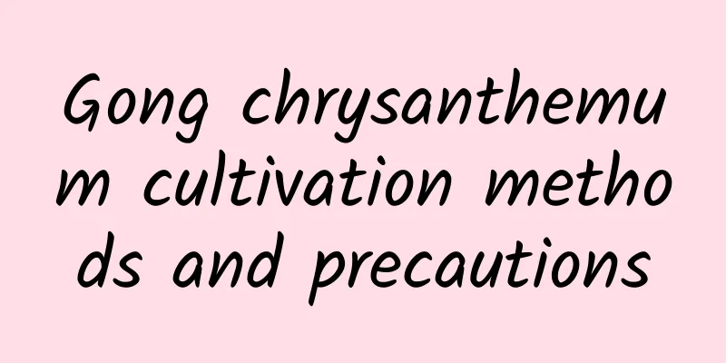 Gong chrysanthemum cultivation methods and precautions