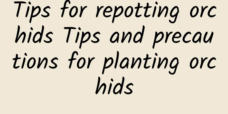 Tips for repotting orchids Tips and precautions for planting orchids