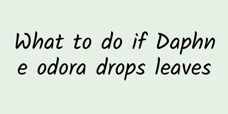 What to do if Daphne odora drops leaves