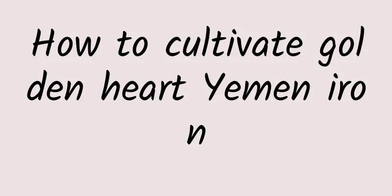 How to cultivate golden heart Yemen iron