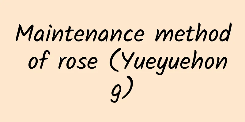 Maintenance method of rose (Yueyuehong)