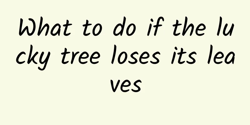 What to do if the lucky tree loses its leaves