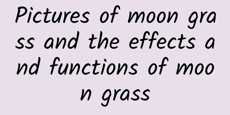 Pictures of moon grass and the effects and functions of moon grass