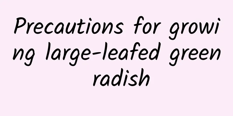 Precautions for growing large-leafed green radish