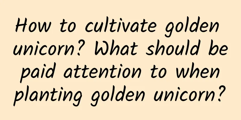 How to cultivate golden unicorn? What should be paid attention to when planting golden unicorn?