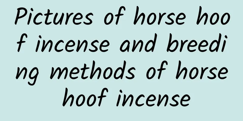 Pictures of horse hoof incense and breeding methods of horse hoof incense