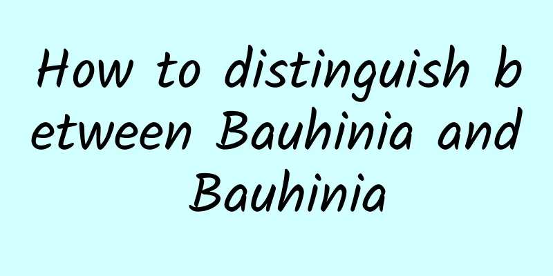 How to distinguish between Bauhinia and Bauhinia