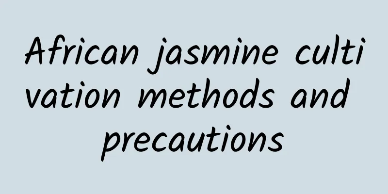 African jasmine cultivation methods and precautions