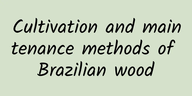 Cultivation and maintenance methods of Brazilian wood