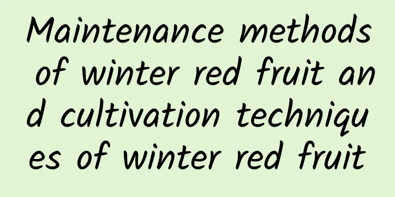 Maintenance methods of winter red fruit and cultivation techniques of winter red fruit