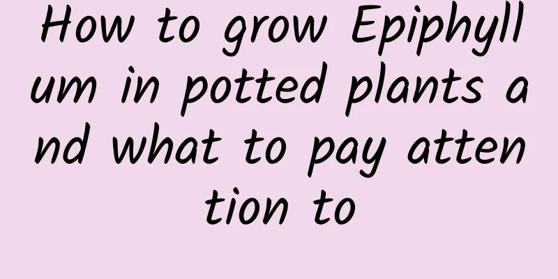 How to grow Epiphyllum in potted plants and what to pay attention to