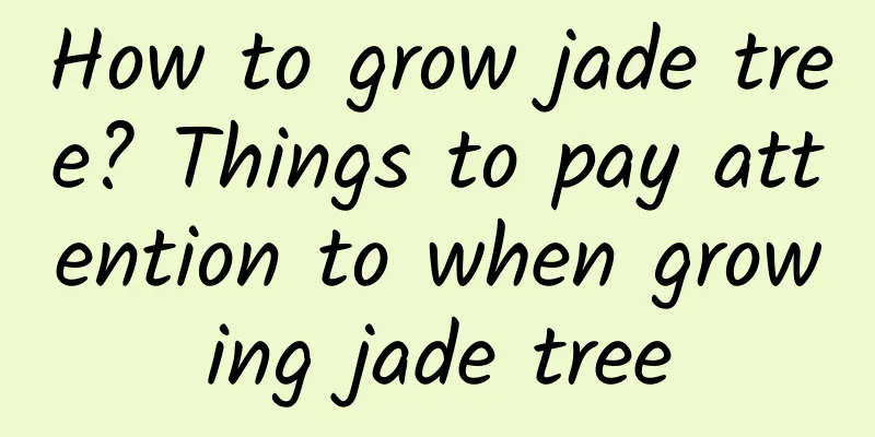 How to grow jade tree? Things to pay attention to when growing jade tree