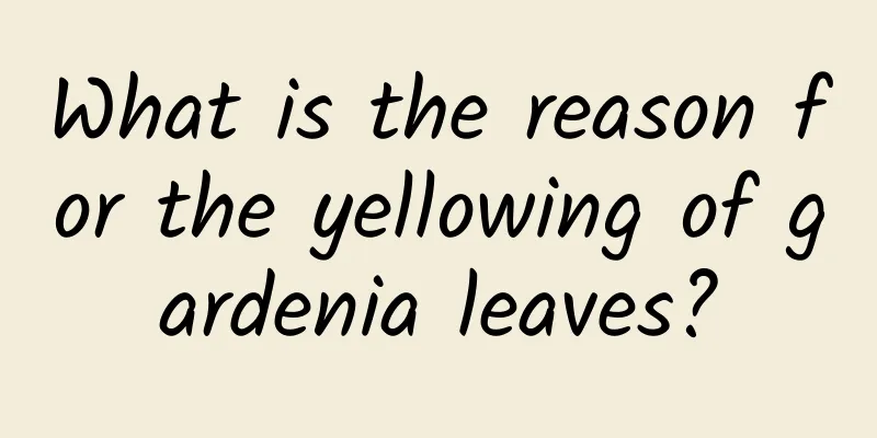 What is the reason for the yellowing of gardenia leaves?