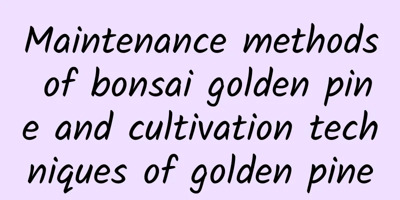 Maintenance methods of bonsai golden pine and cultivation techniques of golden pine