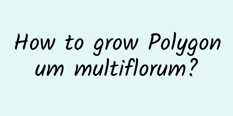 How to grow Polygonum multiflorum?