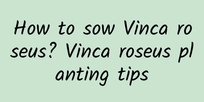 How to sow Vinca roseus? Vinca roseus planting tips