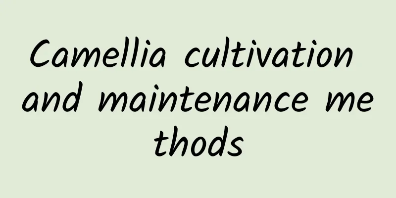 Camellia cultivation and maintenance methods