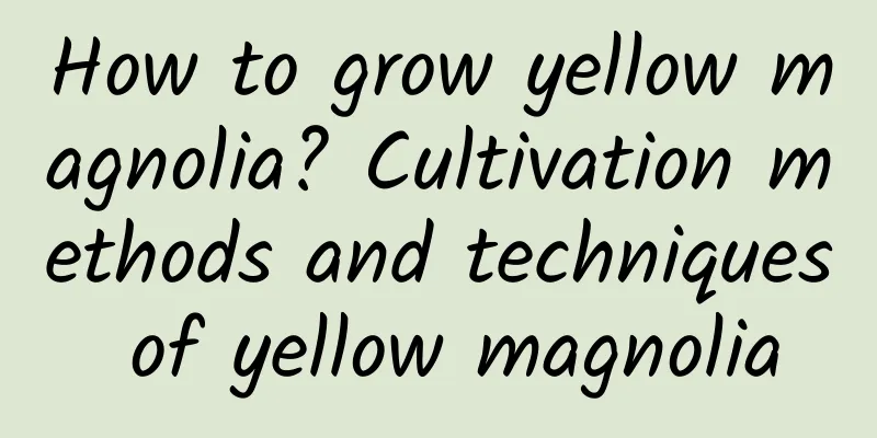 How to grow yellow magnolia? Cultivation methods and techniques of yellow magnolia