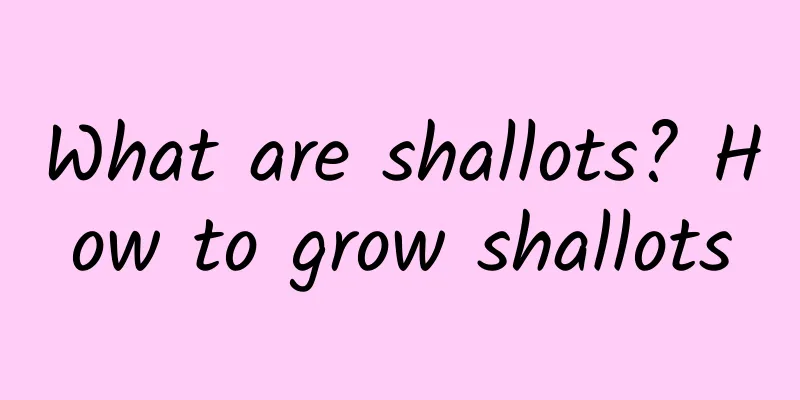 What are shallots? How to grow shallots