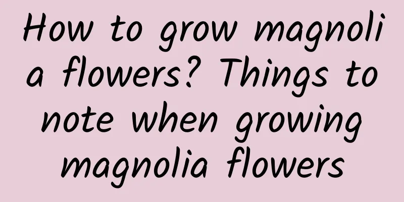 How to grow magnolia flowers? Things to note when growing magnolia flowers