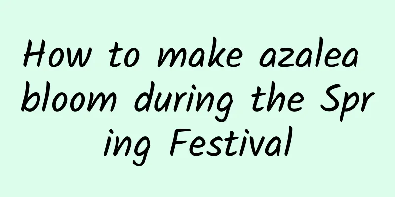 How to make azalea bloom during the Spring Festival