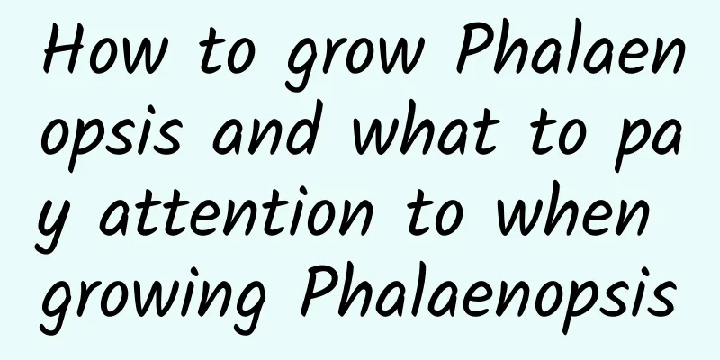 How to grow Phalaenopsis and what to pay attention to when growing Phalaenopsis