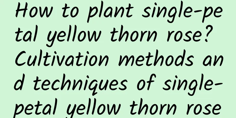 How to plant single-petal yellow thorn rose? Cultivation methods and techniques of single-petal yellow thorn rose