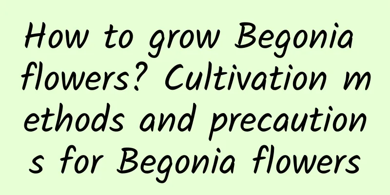 How to grow Begonia flowers? Cultivation methods and precautions for Begonia flowers