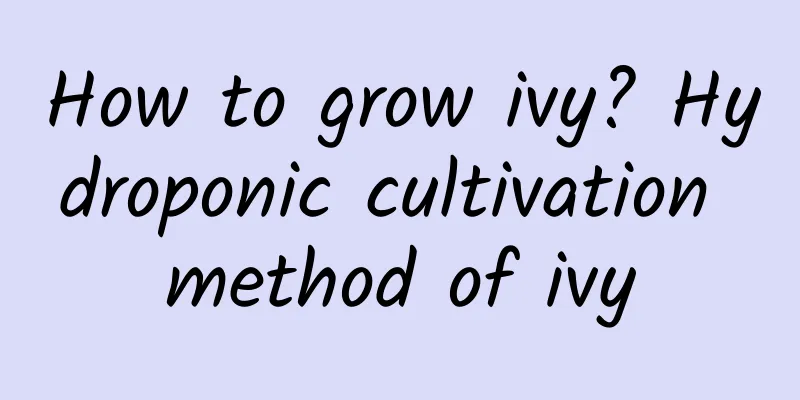 How to grow ivy? Hydroponic cultivation method of ivy