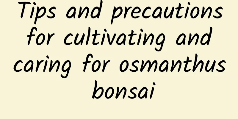 Tips and precautions for cultivating and caring for osmanthus bonsai