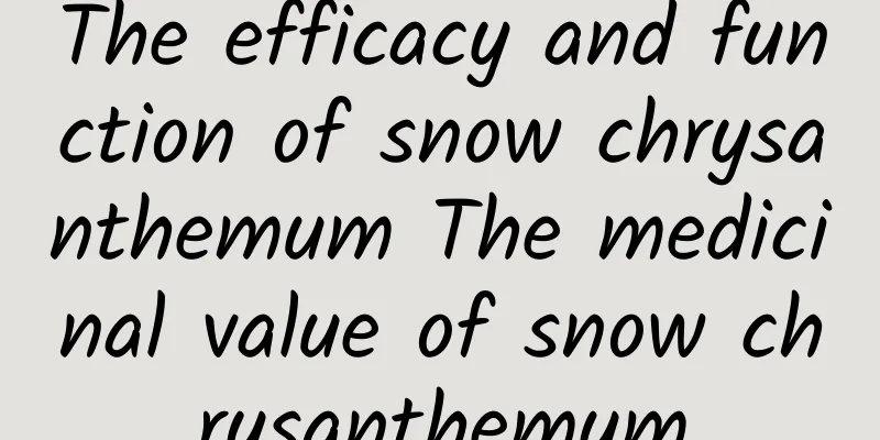 The efficacy and function of snow chrysanthemum The medicinal value of snow chrysanthemum