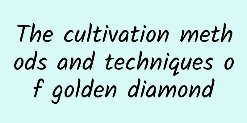 The cultivation methods and techniques of golden diamond