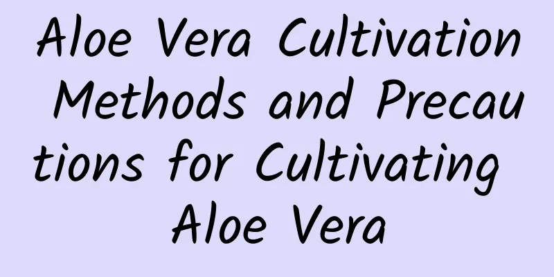 Aloe Vera Cultivation Methods and Precautions for Cultivating Aloe Vera