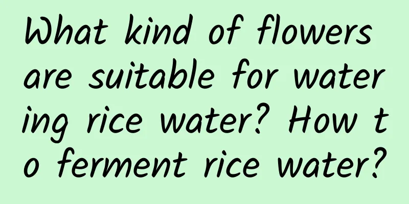 What kind of flowers are suitable for watering rice water? How to ferment rice water?