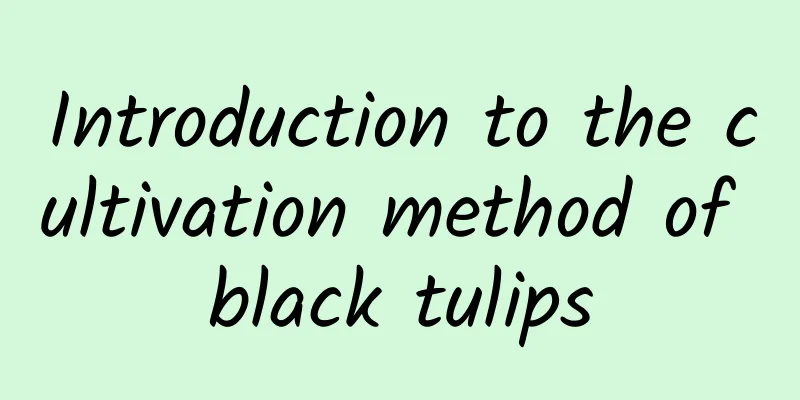 Introduction to the cultivation method of black tulips