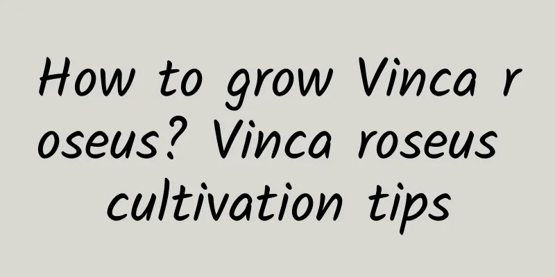 How to grow Vinca roseus? Vinca roseus cultivation tips