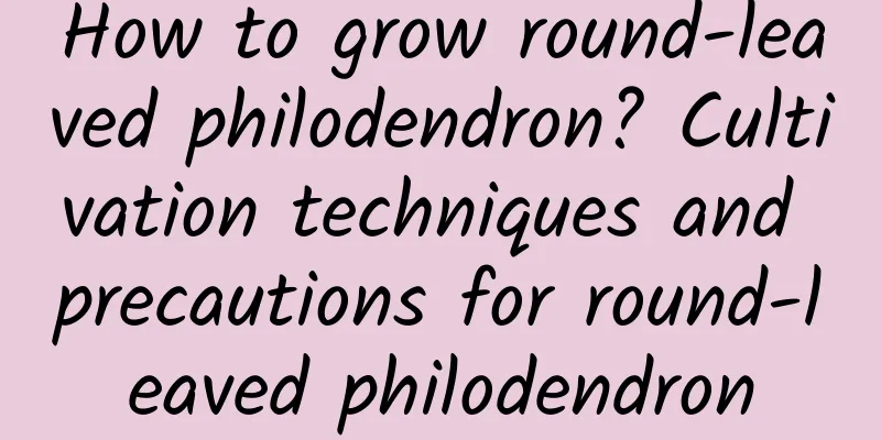 How to grow round-leaved philodendron? Cultivation techniques and precautions for round-leaved philodendron