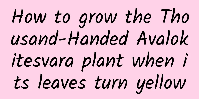 How to grow the Thousand-Handed Avalokitesvara plant when its leaves turn yellow