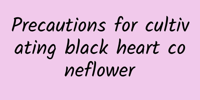 Precautions for cultivating black heart coneflower