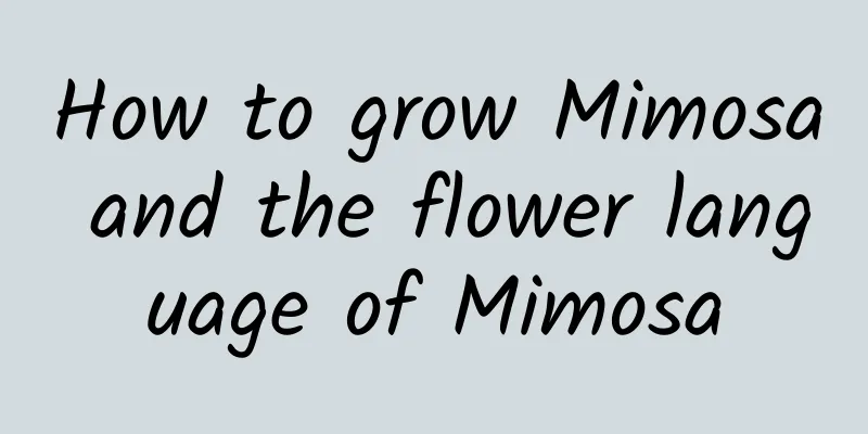 How to grow Mimosa and the flower language of Mimosa