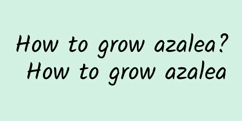 How to grow azalea? How to grow azalea