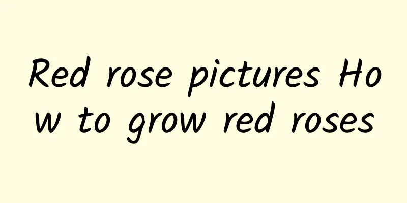 Red rose pictures How to grow red roses