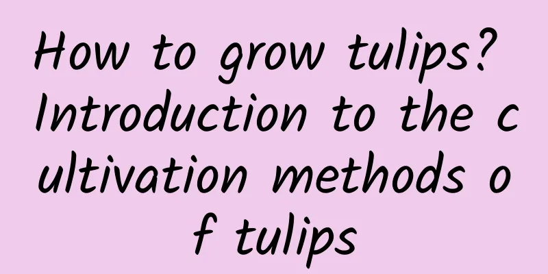 How to grow tulips? Introduction to the cultivation methods of tulips