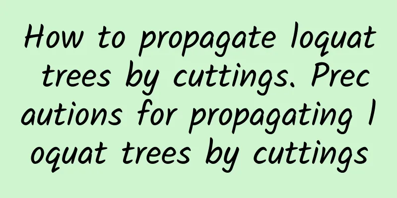 How to propagate loquat trees by cuttings. Precautions for propagating loquat trees by cuttings