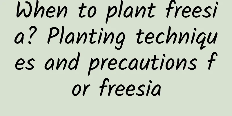 When to plant freesia? Planting techniques and precautions for freesia