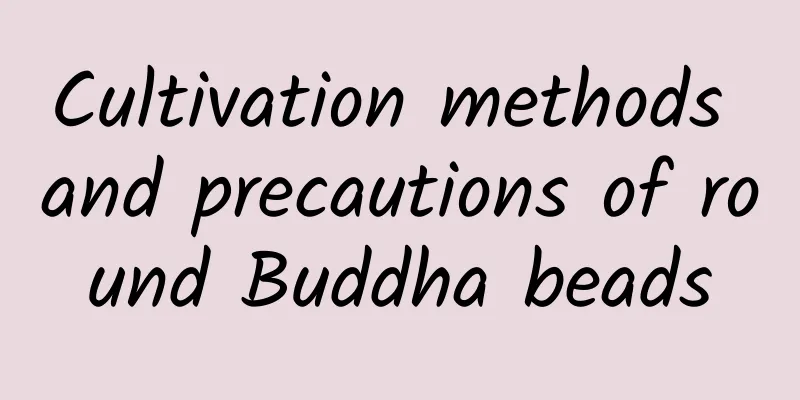 Cultivation methods and precautions of round Buddha beads