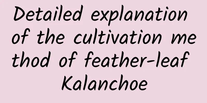 Detailed explanation of the cultivation method of feather-leaf Kalanchoe