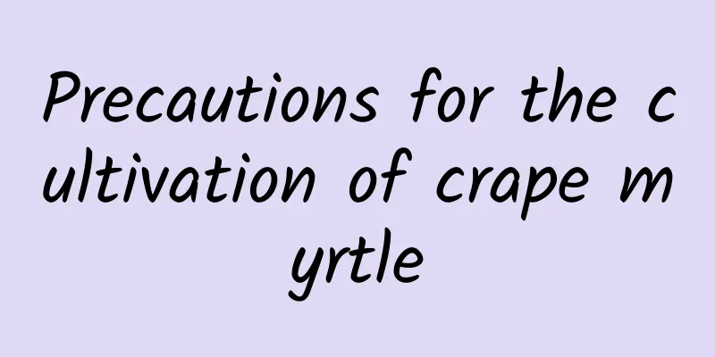 Precautions for the cultivation of crape myrtle